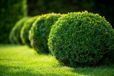 Trimmed Shrubs with Symmetry