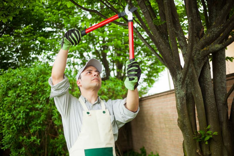 Tree and Shrub Removal Specialists